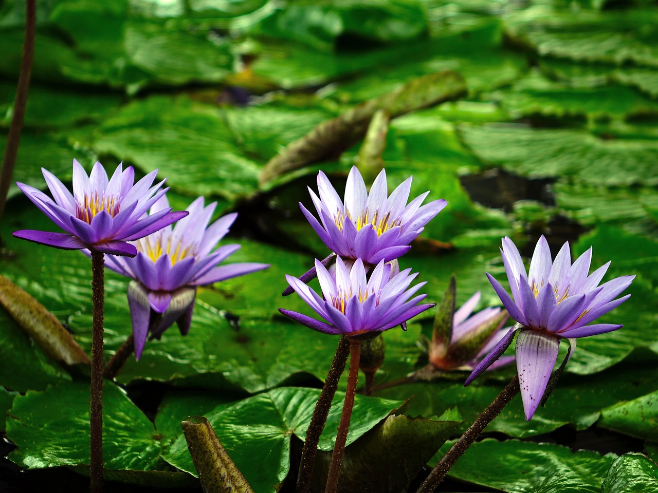 Best Plants for a Wet and Humid Climate Garden